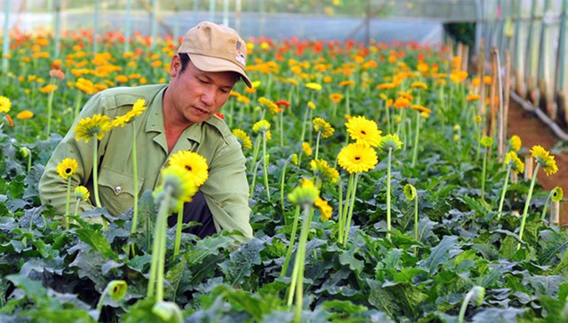 Ha Noi boosts hi-tech flower farming for sustainable growth- Ảnh 2.