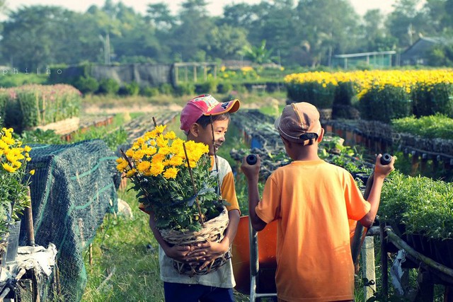 Ha Noi boosts hi-tech flower farming for sustainable growth- Ảnh 3.