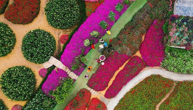 Ha Noi boosts hi-tech flower farming for sustainable growth- Ảnh 4.