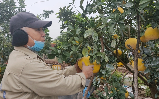 Ha Noi looks to build more fruit brands by 2025- Ảnh 1.