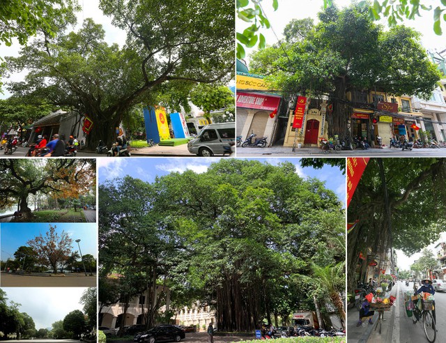 Ha Noi to plant over 400,000 trees in 2026  - Ảnh 2.
