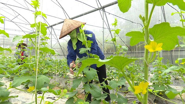 Giải ‘bài toán’ thiếu nhân lực chất lượng cao ngành nông nghiệp - Ảnh 1. Giải ‘bài toán’ thiếu nhân lực chất lượng cao ngành nông nghiệp - Ảnh 1.