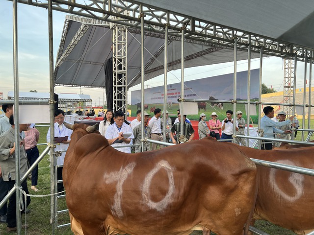 Thêm kênh xúc tiến, quảng bá qua Hội thi kiến thức chăn nuôi bò hướng thịt - Ảnh 4.