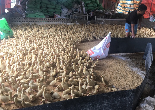 Cần thận trọng khi tái đàn gia súc, gia cầm - Ảnh 1. Cần thận trọng khi tái đàn gia súc, gia cầm - Ảnh 1.