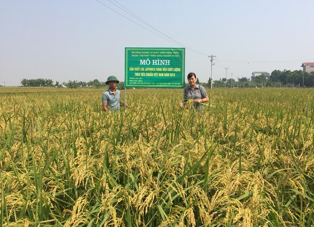 Chuyển đổi hơn 25.000ha đất trồng lúa sang cây trồng khác - Ảnh 1.