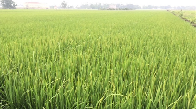 Chuyển đổi cơ cấu cây trồng từ nâng cao sản xuất lúa chất lượng cao - Ảnh 1.