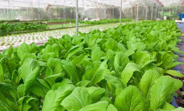 Liên kết tiêu thụ sản phẩm: Nhiều lợi ích cho các bên - Ảnh 1. Liên kết tiêu thụ sản phẩm: Nhiều lợi ích cho các bên - Ảnh 1.