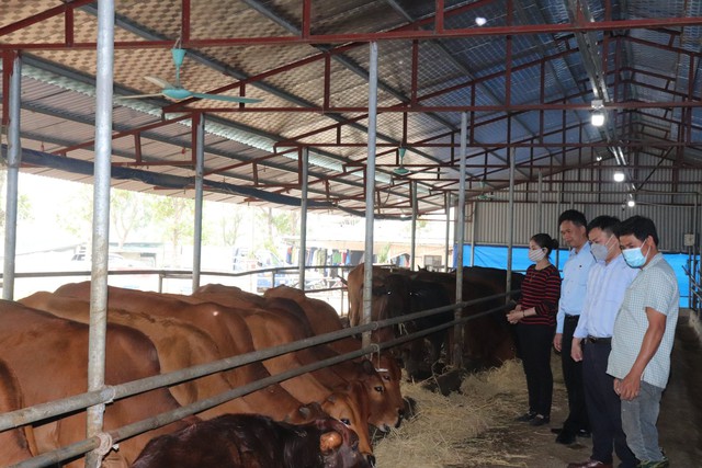 Chăn nuôi gia súc, gia cầm khôi phục ổn định sau dịch bệnh - Ảnh 2. Chăn nuôi gia súc, gia cầm khôi phục ổn định sau dịch bệnh - Ảnh 2.