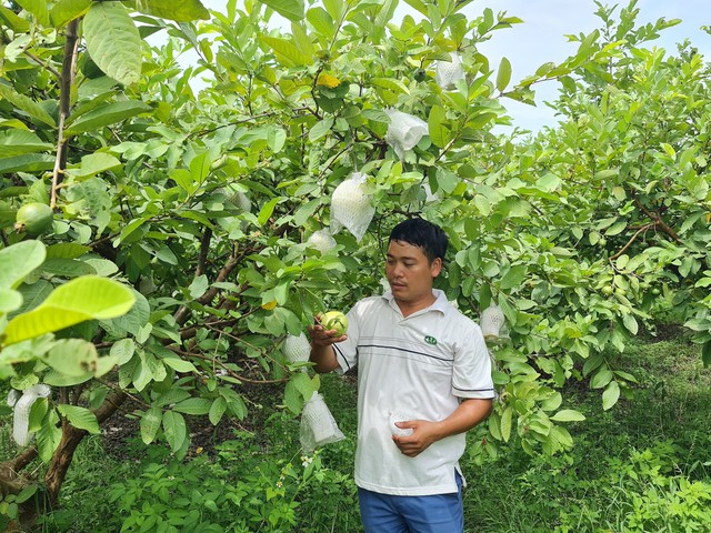 Thu nhập hàng tỷ đồng từ sản phẩm OCOP theo hướng hữu cơ, an toàn - Ảnh 1. Thu nhập hàng tỷ đồng từ sản phẩm OCOP theo hướng hữu cơ, an toàn - Ảnh 1.