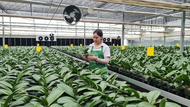 Thu nhập hàng tỷ đồng từ sản phẩm OCOP theo hướng hữu cơ, an toàn - Ảnh 2. Thu nhập hàng tỷ đồng từ sản phẩm OCOP theo hướng hữu cơ, an toàn - Ảnh 2.