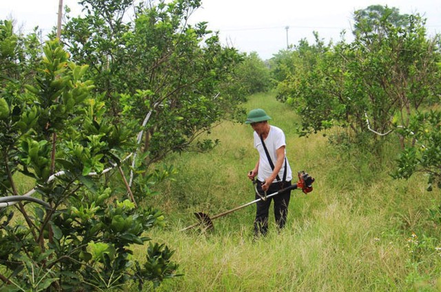 Đa dạng các mô hình cựu Thanh niên xung phong phát triển kinh tế - Ảnh 1.