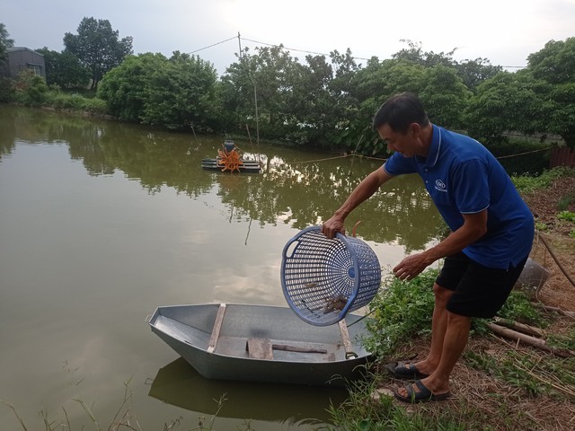 Hiệu quả kinh tế từ nuôi tôm càng xanh vùng đất trũng ngoại thành- Ảnh 1. Hiệu quả kinh tế từ nuôi tôm càng xanh vùng đất trũng ngoại thành- Ảnh 1.