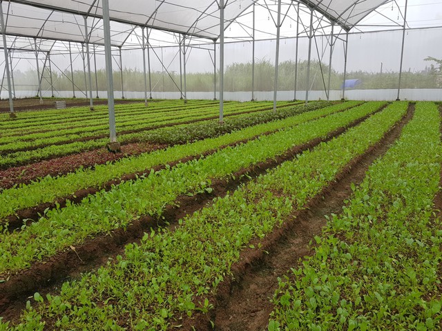 Tiêu thụ rau an toàn vẫn còn gặp khó khăn- Ảnh 1. Tiêu thụ rau an toàn vẫn còn gặp khó khăn- Ảnh 1.