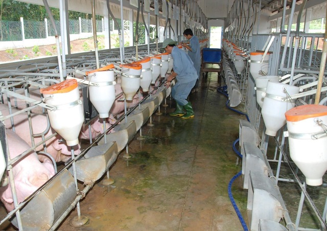 Nâng cao năng suất, chất lượng giống vật nuôi- Ảnh 1. Nâng cao năng suất, chất lượng giống vật nuôi- Ảnh 1.