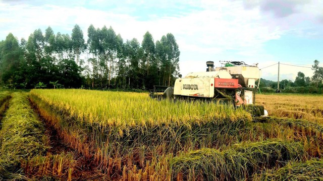 Tập trung đẩy mạnh phát triển vùng sản xuất nếp cái hoa vàng- Ảnh 1.