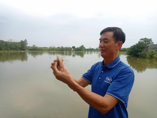 Hiệu quả kinh tế từ nuôi tôm càng xanh vùng đất trũng ngoại thành- Ảnh 3. Hiệu quả kinh tế từ nuôi tôm càng xanh vùng đất trũng ngoại thành- Ảnh 3.