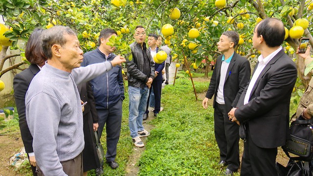 Xúc tiến, kết nối tiêu thụ cho vùng trồng bưởi huyện Chương Mỹ- Ảnh 2.