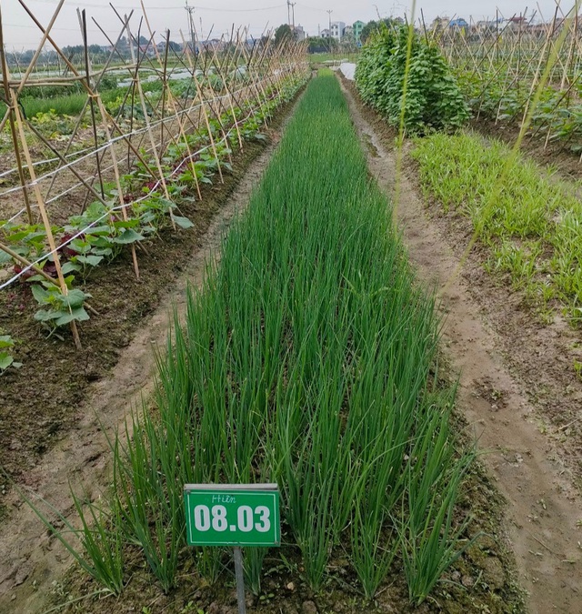 Hà Nội đã gieo trồng được hơn 14 nghìn ha rau màu - Ảnh 1.
