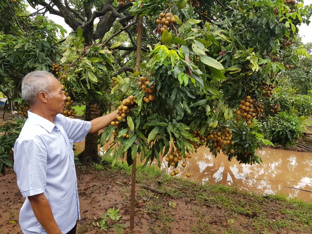 Mở rộng vùng trồng cây ăn quả, đáp ứng mục tiêu xuất khẩu nông sản - Ảnh 1.