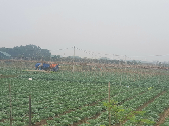 Phát triển sản xuất theo chuỗi còn nhiều khó khăn, thách thức - Ảnh 1.