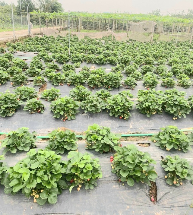 Tập trung đẩy mạnh tích tụ ruộng đất ứng dụng công nghệ cao - Ảnh 1. Tập trung đẩy mạnh tích tụ ruộng đất ứng dụng công nghệ cao - Ảnh 1.