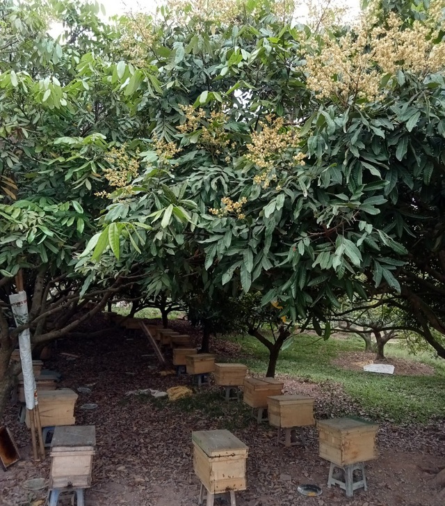 Phát triển nhiều mô hình nông sản an toàn nâng cao thu nhập - Ảnh 1. Phát triển nhiều mô hình nông sản an toàn nâng cao thu nhập - Ảnh 1.