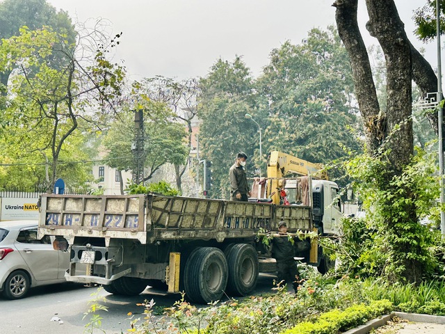 Tập trung lực lượng bảo đảm an toàn hệ thống cây xanh trong mùa mưa bão - Ảnh 1.