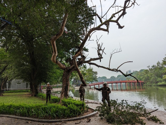 Hà Nội: Chặt hạ 3 cây sưa đỏ chết khô bên hồ Gươm - Ảnh 2.