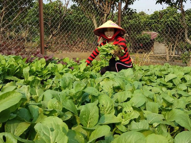 Hà Nội rất có tiềm năng trong xuất khẩu rau, củ, quả - Ảnh 1.