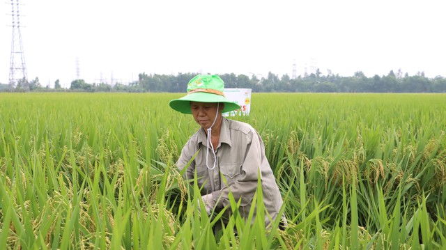 Xây dựng thương hiệu gạo Thủ đô - Ảnh 1. Xây dựng thương hiệu gạo Thủ đô - Ảnh 1.