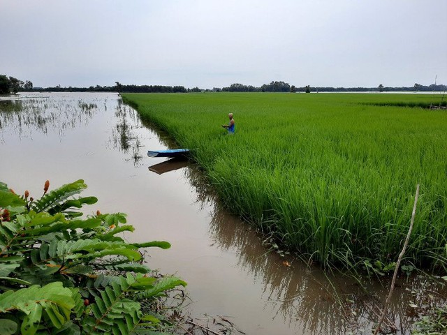 Mô hình nuôi cá trong đồng ruộng tạo lợi ích kép - Ảnh 1. Mô hình nuôi cá trong đồng ruộng tạo lợi ích kép - Ảnh 1.