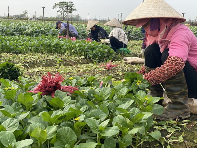 Nông dân Hà Nội làm giàu từ rau màu vùng đất bãi - Ảnh 1. Nông dân Hà Nội làm giàu từ rau màu vùng đất bãi - Ảnh 1.