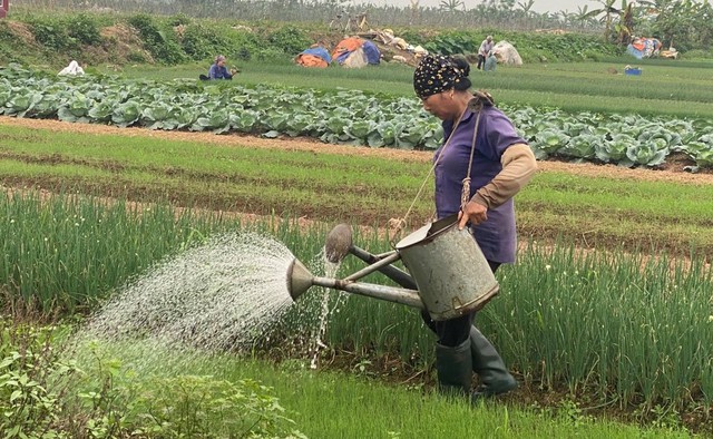 Nông dân Hà Nội làm giàu từ rau màu vùng đất bãi - Ảnh 2.