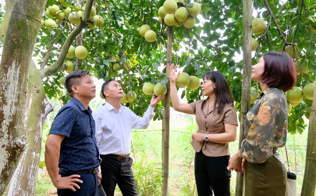 Xúc tiến thương mại kết nối tiêu thụ trái cây chủ lực- Ảnh 1.