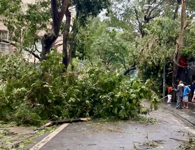 Rà soát việc thu dọn cây nghiêng, gãy đổ chưa được khắc phục sau cơn bão số 3- Ảnh 1. Rà soát việc thu dọn cây nghiêng, gãy đổ chưa được khắc phục sau cơn bão số 3- Ảnh 1.