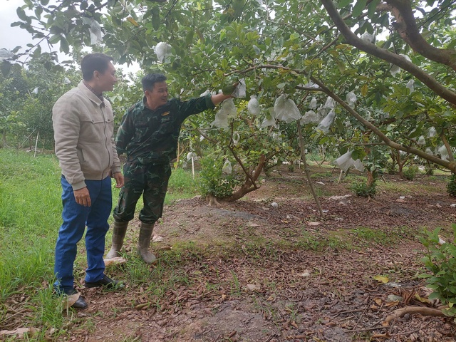 Hiệu quả phát triển nông nghiệp đô thị từ vùng ven đô- Ảnh 2.