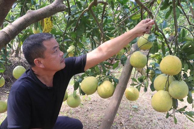 Ngọt ngào hương bưởi gọi Tết về- Ảnh 2.