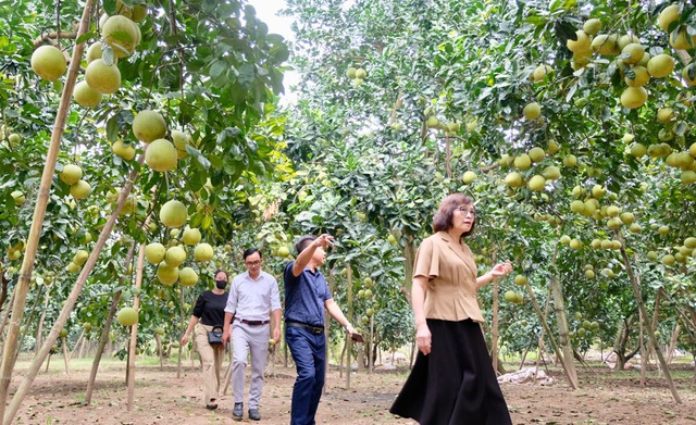 Ngọt ngào hương bưởi gọi Tết về- Ảnh 4.