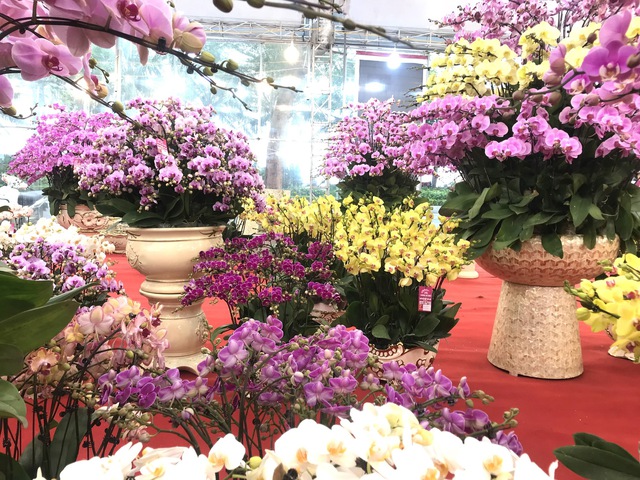 Rực rỡ sắc hoa Xuân trước thềm năm mới- Ảnh 3. Rực rỡ sắc hoa Xuân trước thềm năm mới- Ảnh 3.