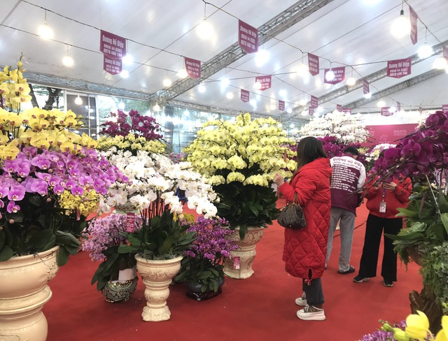 Rực rỡ sắc hoa Xuân trước thềm năm mới- Ảnh 1. Rực rỡ sắc hoa Xuân trước thềm năm mới- Ảnh 1.