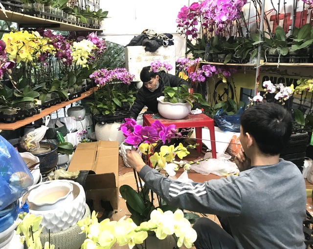Rực rỡ sắc hoa Xuân trước thềm năm mới- Ảnh 2. Rực rỡ sắc hoa Xuân trước thềm năm mới- Ảnh 2.