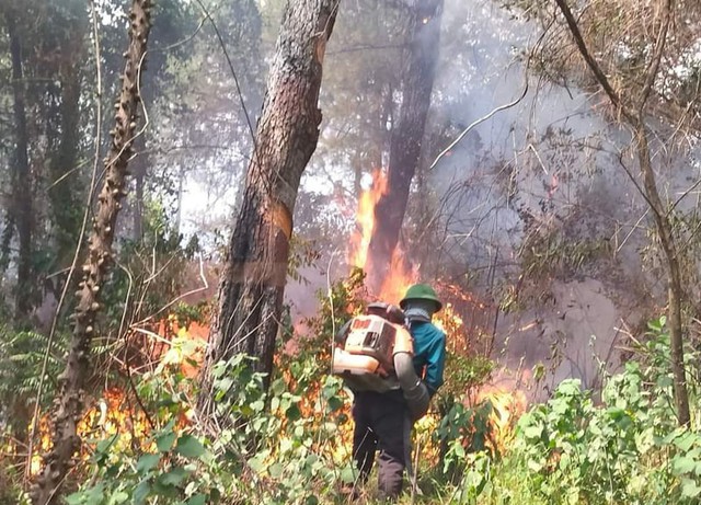 Tăng cường bảo vệ rừng và phòng cháy, chữa cháy rừng- Ảnh 1.