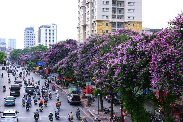 Thơ mộng mùa hoa tháng 5 tại Hà Nội- Ảnh 8.