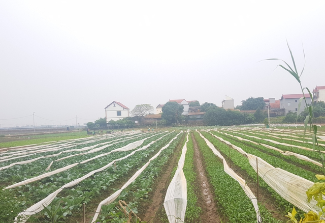 Quản lý chặt chẽ cấp mã số vùng trồng- Ảnh 1. Quản lý chặt chẽ cấp mã số vùng trồng- Ảnh 1.