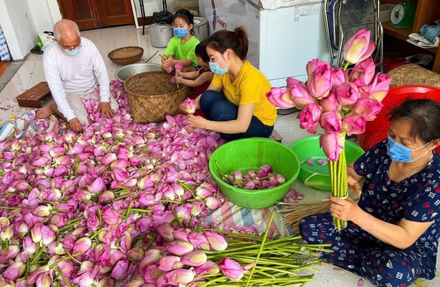 Nghề ướp trà sen Quảng An là di sản văn hóa phi vật thể quốc gia- Ảnh 1.