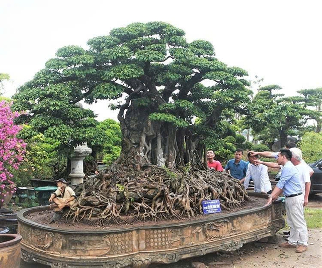 Phát triển hoa cây cảnh gắn với nông thôn mới, nông nghiệp đô thị- Ảnh 2.