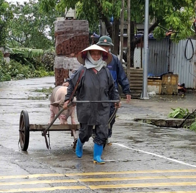 Báo động lũ trên sông lớn, các quận huyện tổng lực ứng phó khắc phục thiên tai- Ảnh 6.