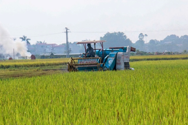 Nhanh chóng thu hoạch lúa, hạn chế thấp nhất thiệt hại do bão- Ảnh 1.