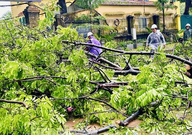 TP. Hà Nội chỉ đạo khẩn về xử lý cây xanh gãy, đổ sau bão Yagi- Ảnh 1.