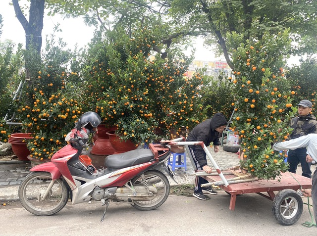 Hoa, cây cảnh đua nhau ‘khoe sắc’ dịp cận Tết- Ảnh 9.